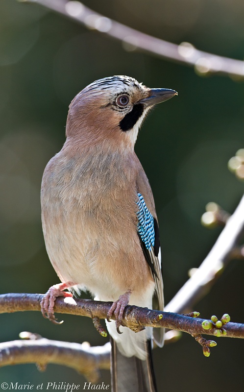 Geai 1419_wm.jpg - Geai des chênes, Eurasian Jay, Garrulus glandarius (Ermitage, Genève, Suisse, avril 2011)